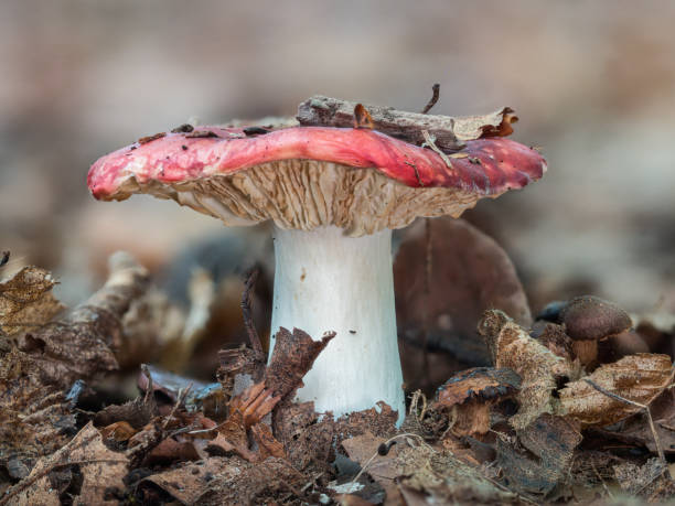 Close-up of a single mushroom with a red hat in the deciduous forest. View under the cap of a mushroom standing in the autumn leaves. marasmius siccus stock pictures, royalty-free photos & images