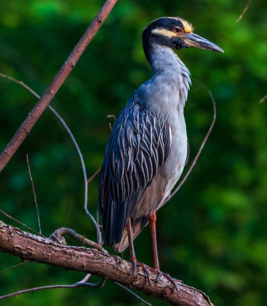 istock Yellow Crowned Night Heron 1344311000