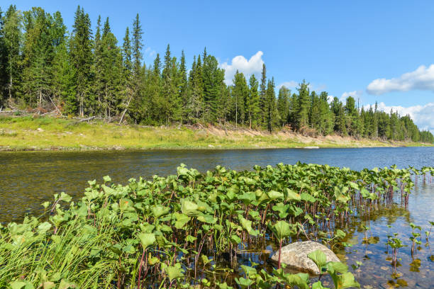 istock Virgin Komi forests. 1344311004