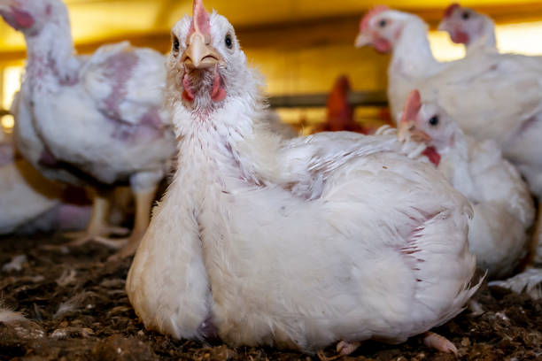 istock Chicken Farm, Poultry 1344311873