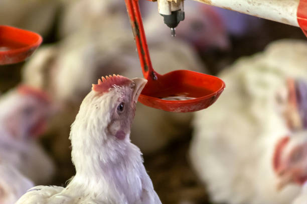 istock Chicken Farm, Poultry 1344311883