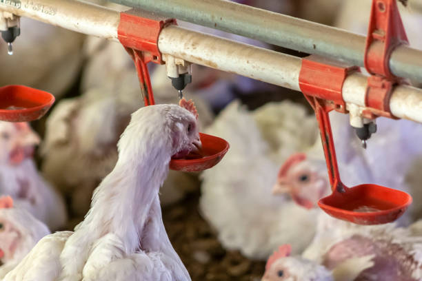 istock Chicken Farm, Poultry 1344311884