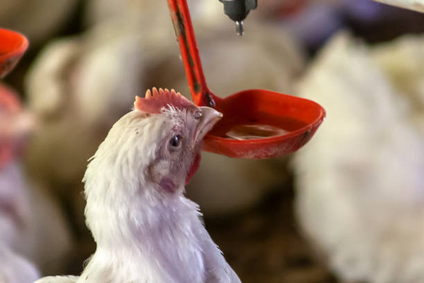 istock Chicken Farm, Poultry 1344311887