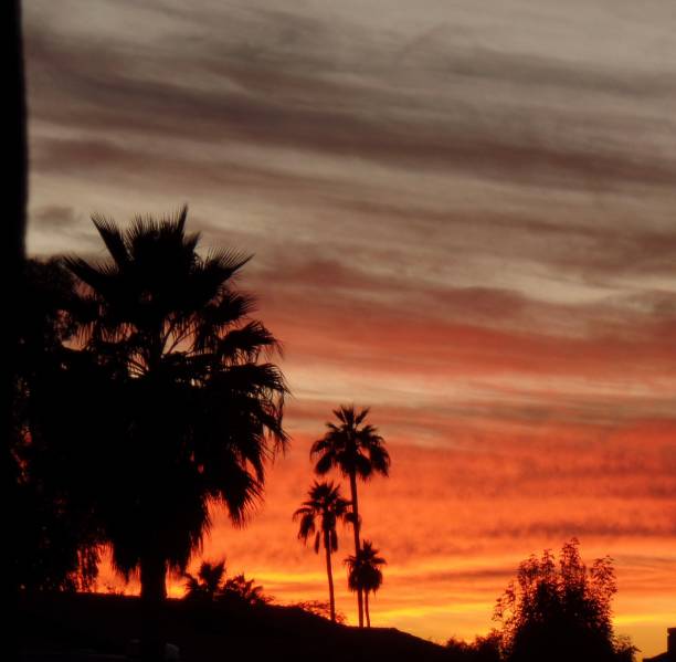 istock Palm trees in an evening sky 1344312038