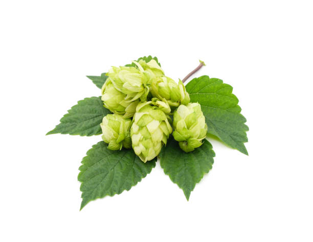 istock Green hops with a handful of leaves. 1344312580
