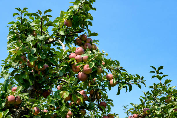 istock Close-up of Red Apples Ripening On Tree 1344312638