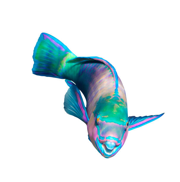 Queen Parrotfish isolated on white background, Red Sea. Colorful bright tropical fish. Underwater photo, side view, close-up, cut out.