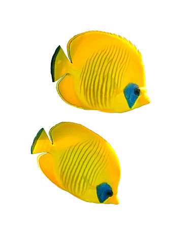 Pair of Masked Butterflyfish (Chaetodon semilarvatus) isolated on white background, Red Sea, Egypt. Colorful tropical fish with black and yellow stripes. Underwater photo, side view, close up, cut out