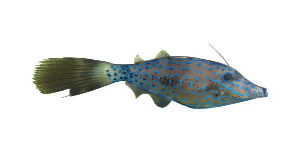 Brightly colored scrawled filefish (aluterus scriptus, scribbled leatherjacket, broomtail) isolated on a white background, Red Sea, Egypt. Unusual tropical fish6 underwater photo, cut out.