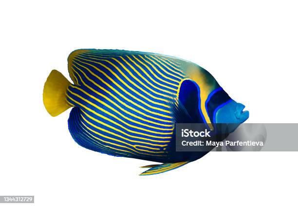 Emperor Angelfish Isolated On White Background Red Sea Egypt Beautiful Tropical Fish With Colorful Diagonal Stripes Stock Photo - Download Image Now