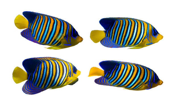 royal angelfish (regal angel fish), coralfish isolato su uno sfondo bianco. set di pesci tropicali colorati con pinne gialle, strisce arancioni, bianche e blu in acqua blu dell'oceano. - beauty in nature coral angelfish fish foto e immagini stock