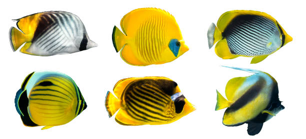 istock Different types of Butterflyfish (Raccoon, Masked, Threadfin, Spot-tailed Butterflyfish, Pennant Coralfish) isolated on white background. 1344312758
