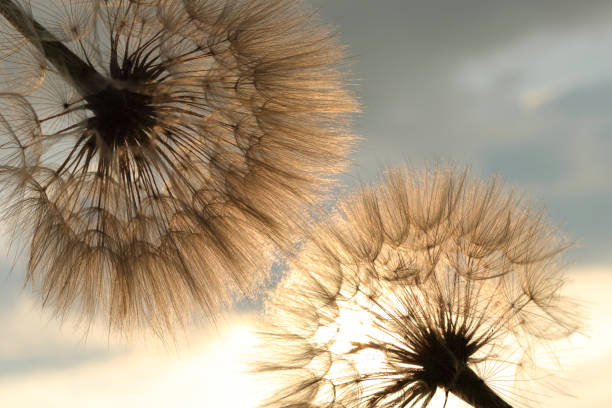 istock Fluffy Dandelion against sunset sun close up, blurred background .Soft focus .Blur effect.The sun shines through of Dandelion. Summer or spring natural background. Desktop computer background. 1344313805