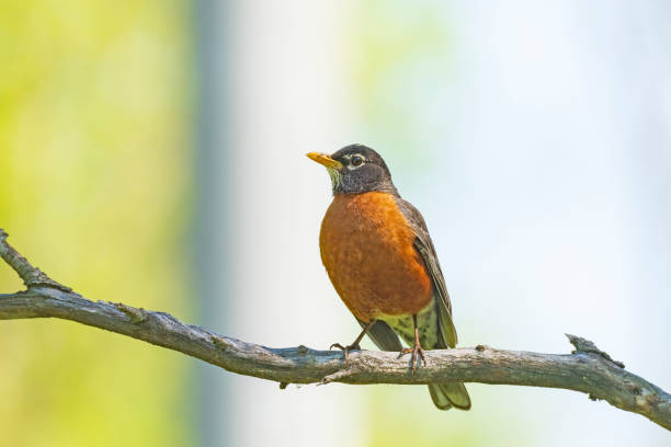 amerykański robin dumnie pokazujący swoje kolory - american robin zdjęcia i obrazy z banku zdjęć