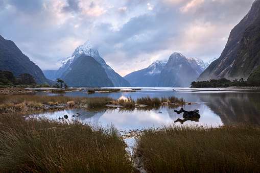 Late winter in Milford Sound, New Zealand and the mountain peaks are covered in snow. Stormy clouds are coloured by the late afternoon sun. Reeds and logs in the foreground are typical of this area.