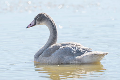 Cygnet (baby swan) on lake floating. This was at Swan Lake in Yellowstone National Park in Montana in western USA. Nearest cities are Mammoth Hot Springs, Gardiner Montana , Bozeman and Billings, Montana.