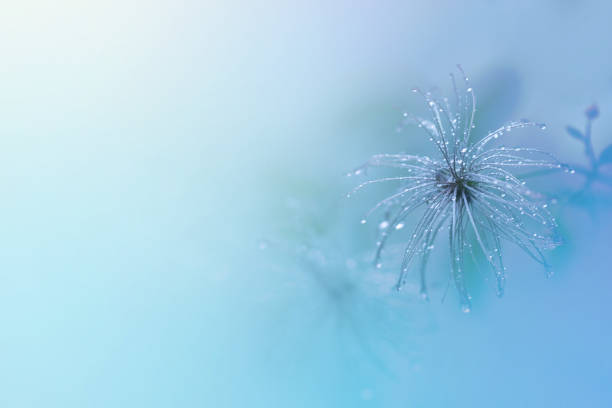 fond végétal de branches avec des gouttes d’eau après la pluie, défocalisation de la lumière - dandelion snow photos et images de collection