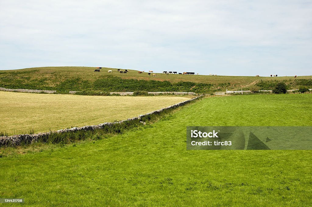 Fazenda de gado e campos - Foto de stock de Agricultura royalty-free