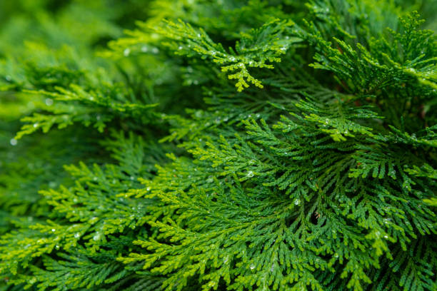 istock Oriental Arborvitae. Evergreen thuja  orientalis (also known as Platycladus orientalis). Bright lush foliage background 1344317771