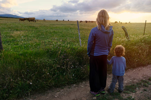 mãe e filho observando o pôr-do-sol sobre um campo com bezerros pastando - calf cow mother animal - fotografias e filmes do acervo