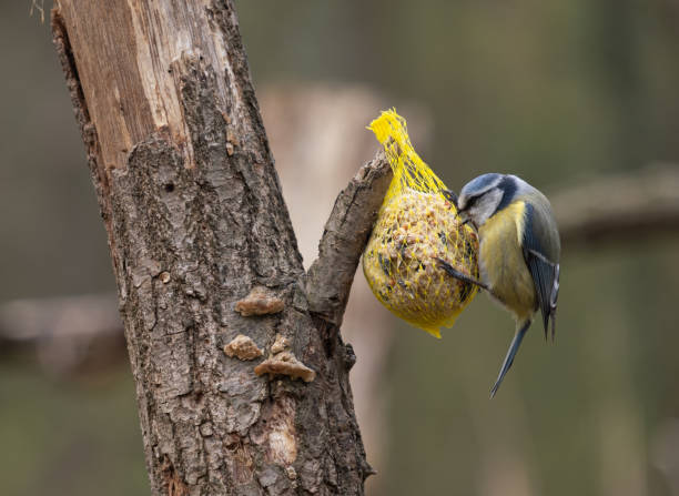 Teta azul eurasiana (Cyanistes caeruleus) em um campo de alimentação - foto de acervo