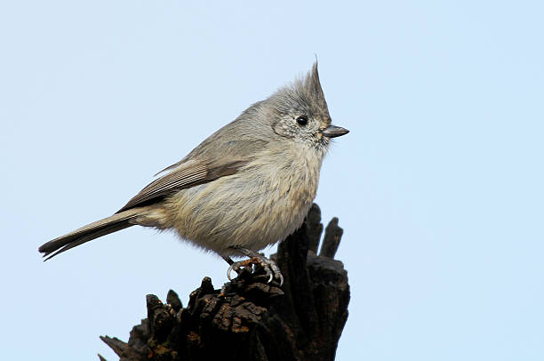 Oak Titmouse Oak Titmouse titmouse stock pictures, royalty-free photos & images