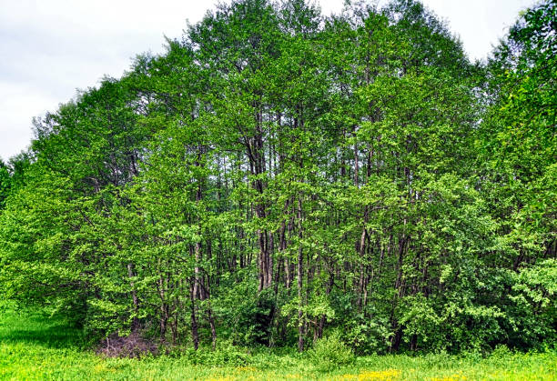 istock Countryside landscape with green meadow and green forest. 1344321316