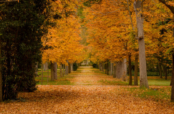 Path of a garden in autumn, surrounded by linden trees  and with the ground full of fallen leaves. Path of a garden in autumn, surrounded by linden trees with golden, brown, yellow and golden leaves and with the ground full of fallen leaves. Autumn Concept aranjuez stock pictures, royalty-free photos & images