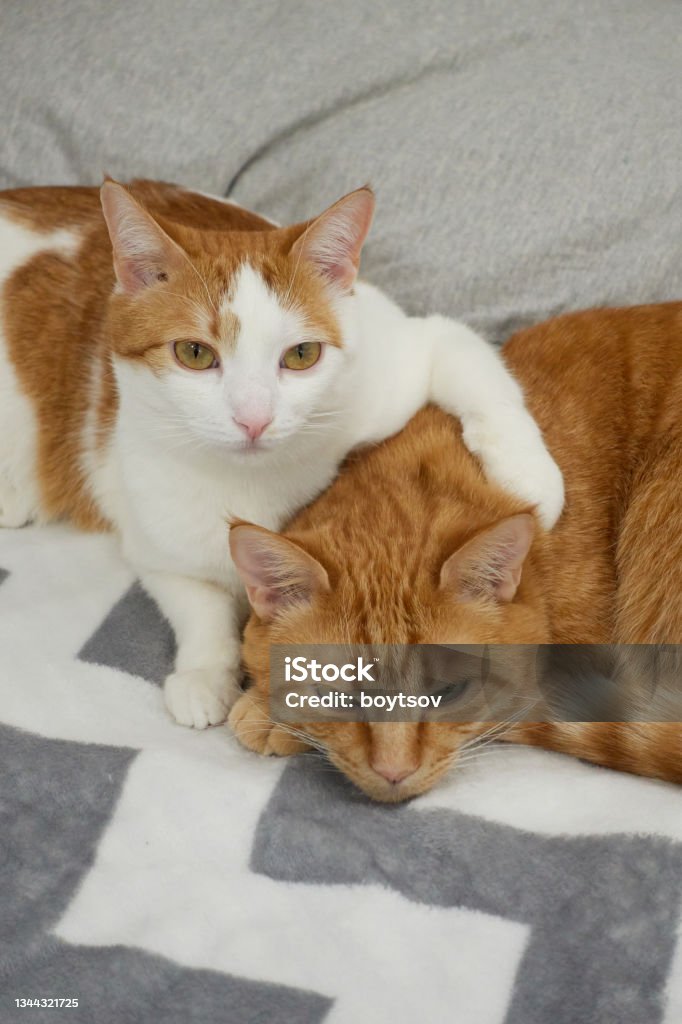 Ginger And White Cats Making Friend Hug Domestic Cat Theme Stock Photo -  Download Image Now - Istock