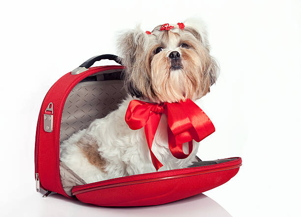 istock Furry dog in a bag 134432231