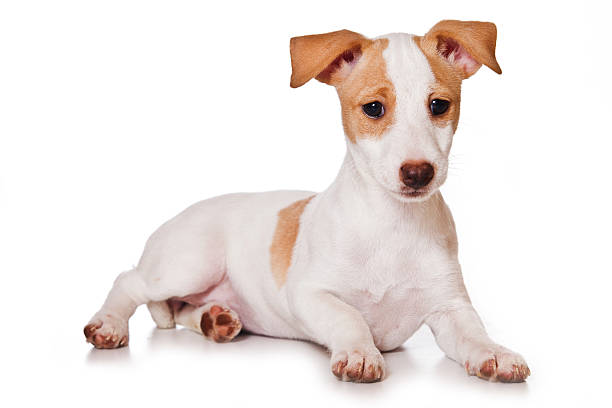 istock Jack Russell Terrier isolated on white 134432235
