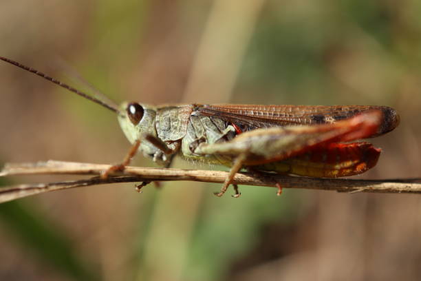 Cricket Cricket with Autumn Background orthoptera stock pictures, royalty-free photos & images