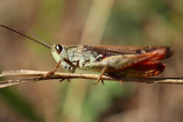 Cricket with Autumn Background