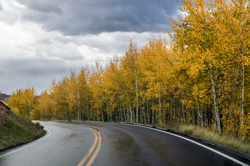 Driving through vibrant, yellow aspen trees at the base of Pike's Peak in Colorado on a rainy day.