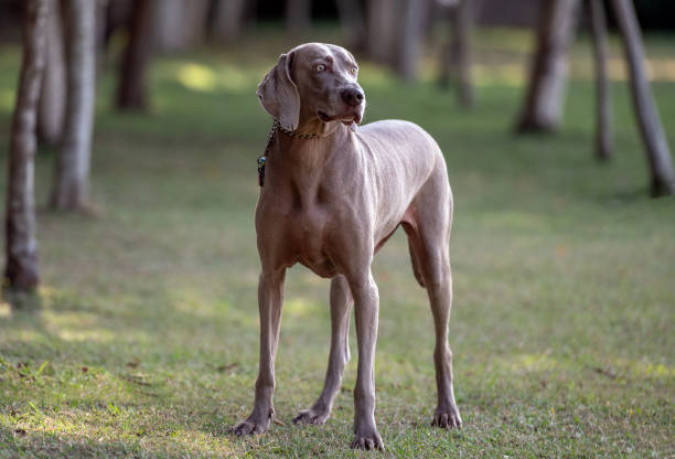 istock weimaraner dog outdoors 1344322554
