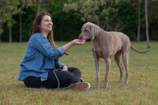 beautiful woman feeding a weimaraner breed dog outdoors, sitting on the grass, at the park