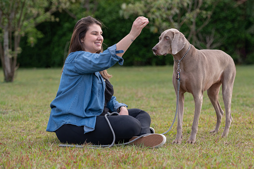 woman sitting on the grass and training her weimaraner dog with snack at the park