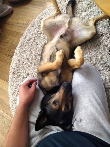 istock This is best dog ever 1344322618