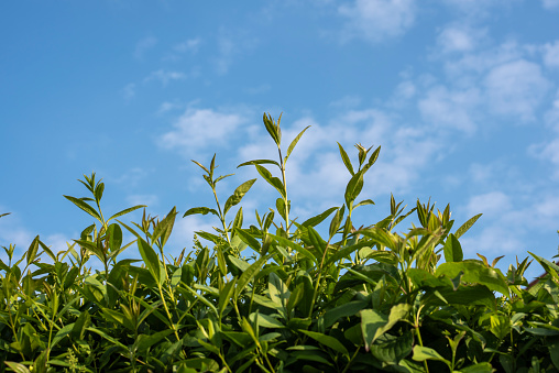 close-up of the twigs and green buds of a privet hedge under blue sky with white clouds