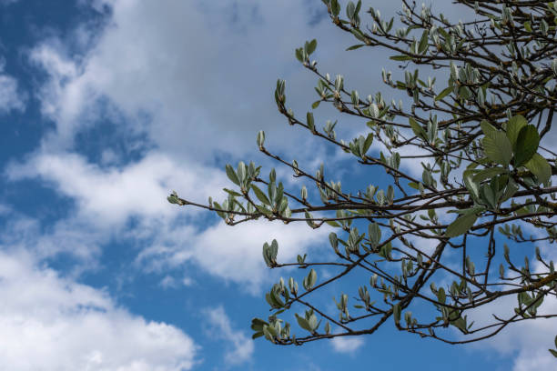 istock the silvery leaves of a whitebeam in spring 1344324011
