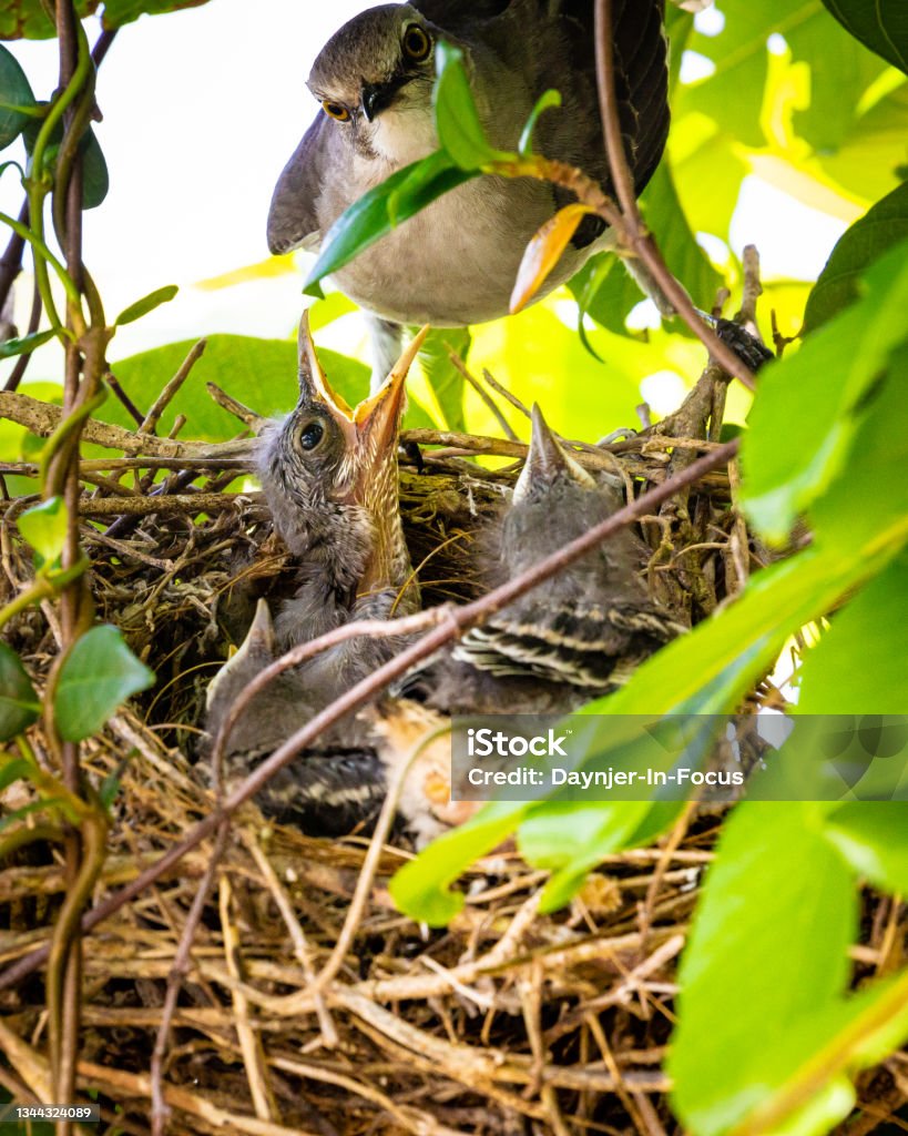 Mockingbird Feeding Young Birds in Nest Mockingbird Stock Photo