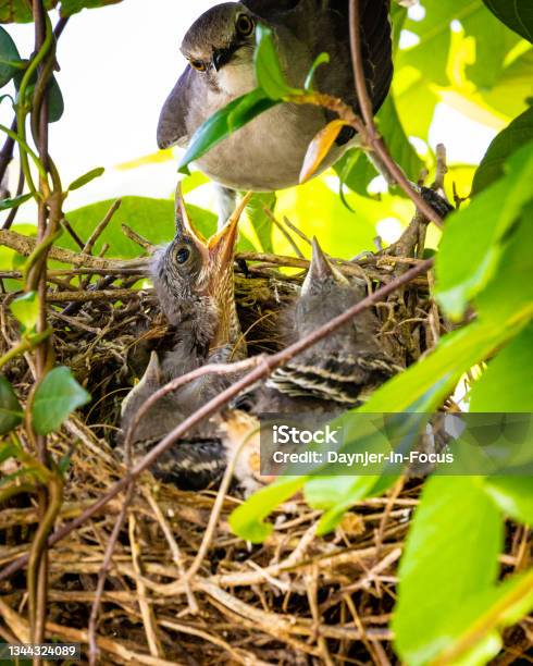 Mockingbird Feeding Young Birds In Nest Stock Photo - Download Image Now - Mockingbird, Animal Nest, Feeding