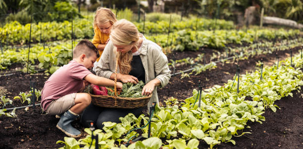 istock Smiling single mother gathering fresh vegetables with her children 1344324693