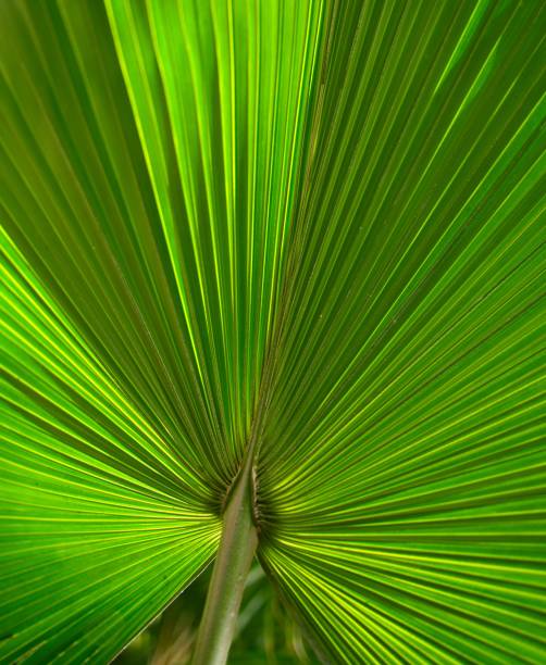 istock Chinese fan palm. Natural Background. Copy space 1344324817