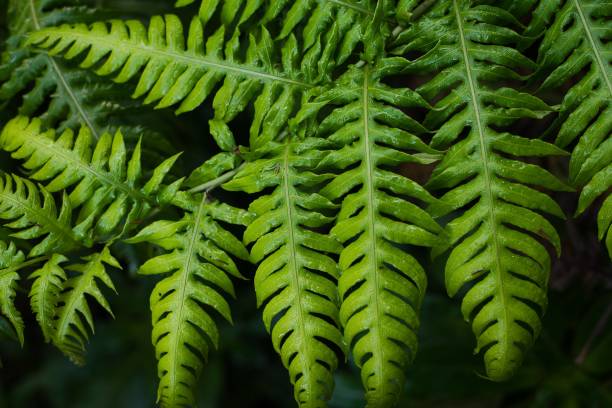 istock Natural green and fresh background. Copy space 1344324820