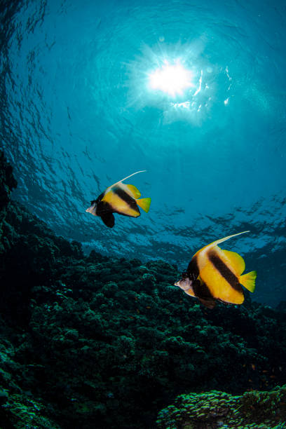 istock Red Sea Depths 1344325045