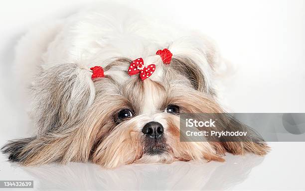 Retrato De Un Perro Foto de stock y más banco de imágenes de Adulación - Adulación, Alegre, Animal