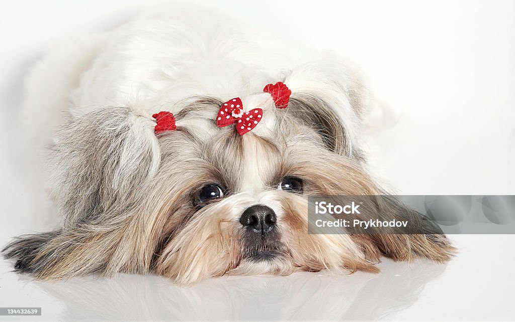 Портрет собаки - Стоковые фото Белый роялти-фри