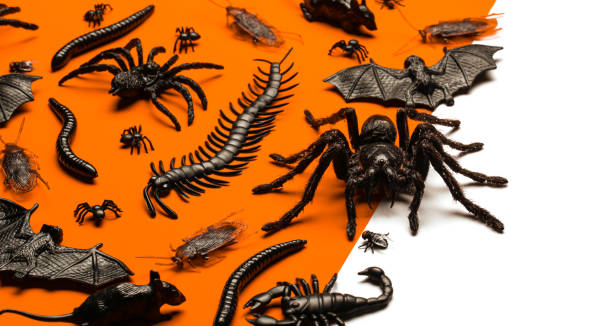 istock Black Halloween creepy crawly bugs and spiders on orange background with blank white space for text or image 1344326399