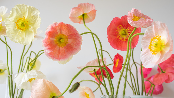 Nature background - close up of yellow, pink, coral and red poppies with green stems (selective focus)